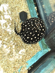 Potamotrygon leopoldi