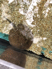 Potamotrygon motoro