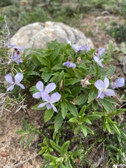 Viola arborescens