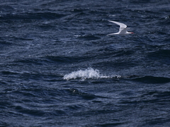 Sterna hirundinacea