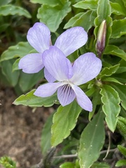 Viola arborescens
