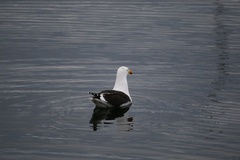 Larus dominicanus