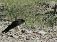 Daptrius megalopterus