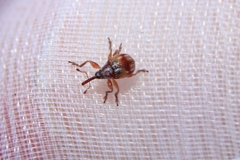 Corimalia tamarisci