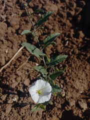 Convolvulus arvensis