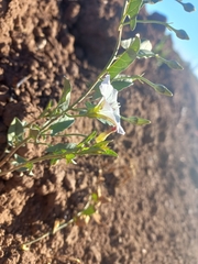Convolvulus arvensis