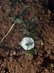 Convolvulus arvensis