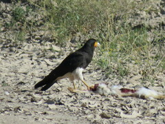 Daptrius megalopterus