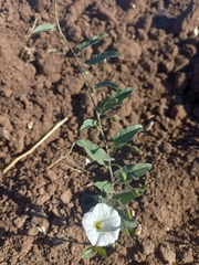Convolvulus arvensis