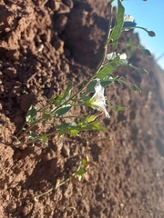 Convolvulus arvensis