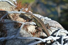 Liolaemus pictus