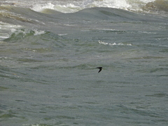 Hydrobates pelagicus
