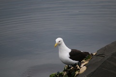 Larus dominicanus
