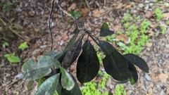 Capnodiaceae