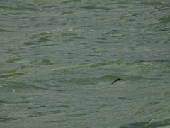 Hydrobates pelagicus