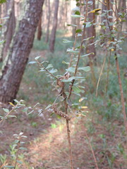 Salix repens argentea