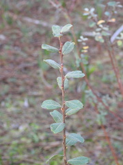 Salix repens argentea