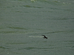 Hydrobates pelagicus