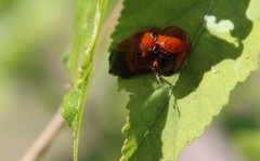 Chelymorpha cribraria