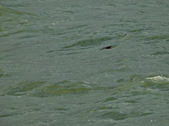 Hydrobates pelagicus