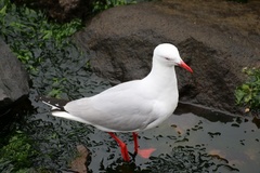 Chroicocephalus novaehollandiae