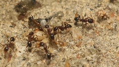 Pheidole