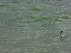 Hydrobates pelagicus