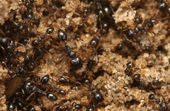 Trichomyrmex