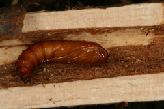 Chamaesphecia hungarica