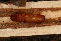 Chamaesphecia hungarica