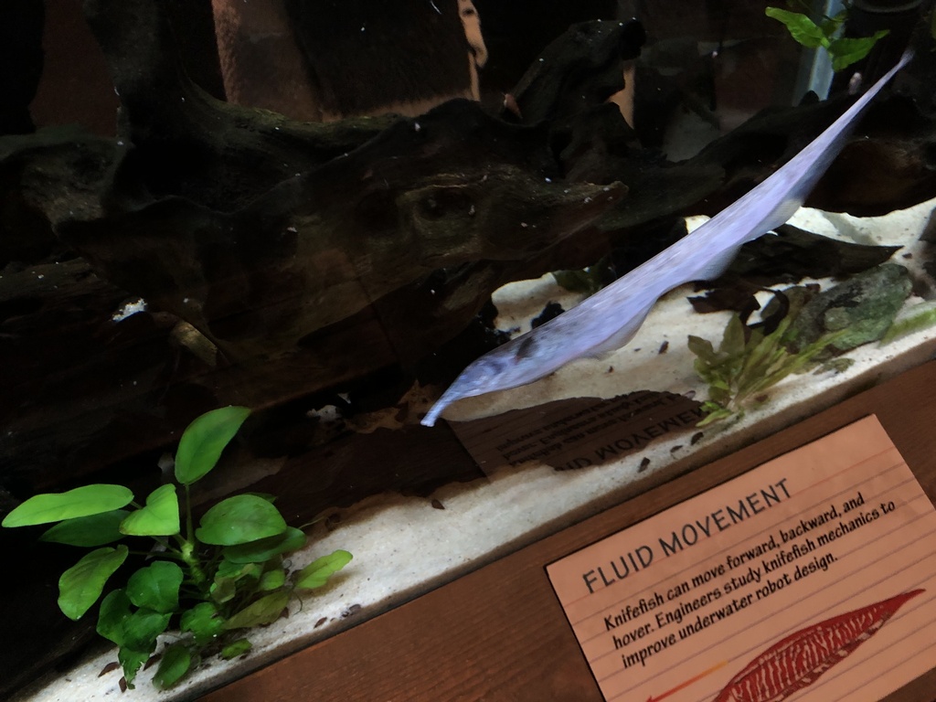 Tube-snouted Ghost Knifefish