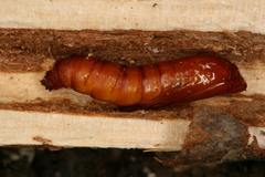 Chamaesphecia hungarica