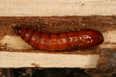 Chamaesphecia hungarica