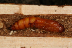 Chamaesphecia hungarica