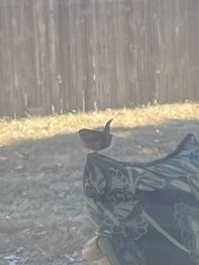 Thryothorus ludovicianus