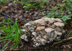Lyophyllum