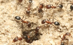 Monomorium salomonis