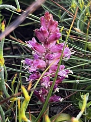 Lachenalia salteri