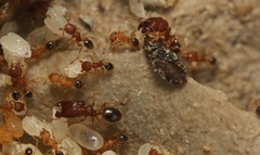 Pheidole
