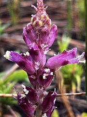 Lachenalia salteri