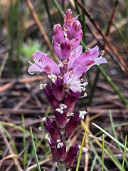 Lachenalia salteri