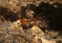 Anochetus