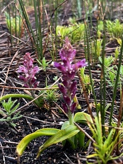 Lachenalia salteri