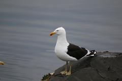 Larus dominicanus