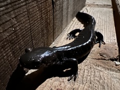 Ambystoma