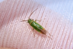 Orthotylus