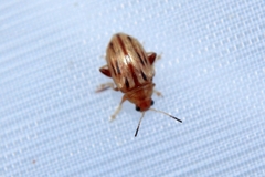 Arrhenocoela lineata