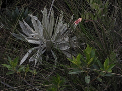 Espeletia