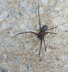 Loxosceles amazonica