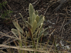 Espeletia